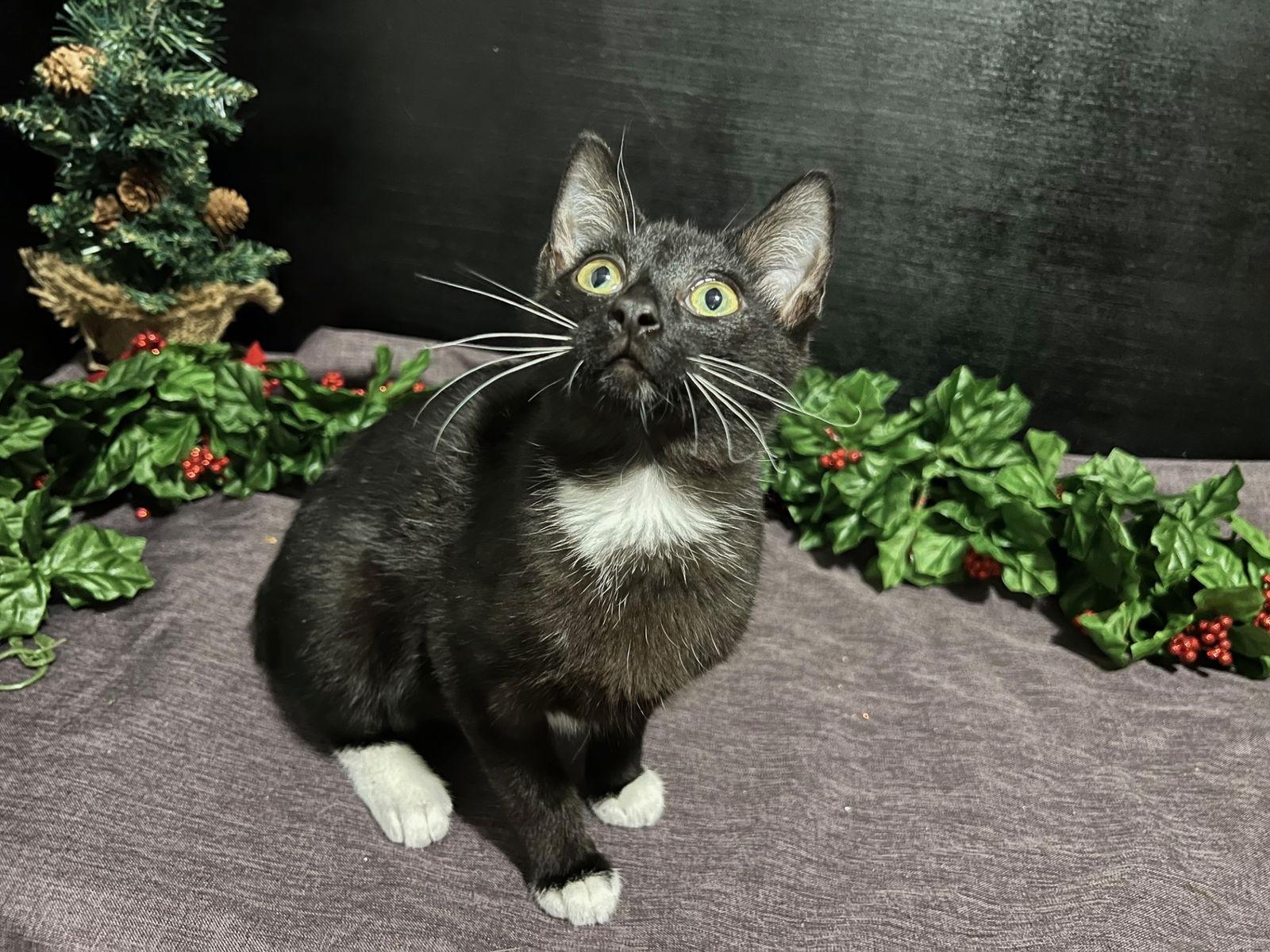 Henry, Adoptable, Kitten Male Domestic Short Hair.