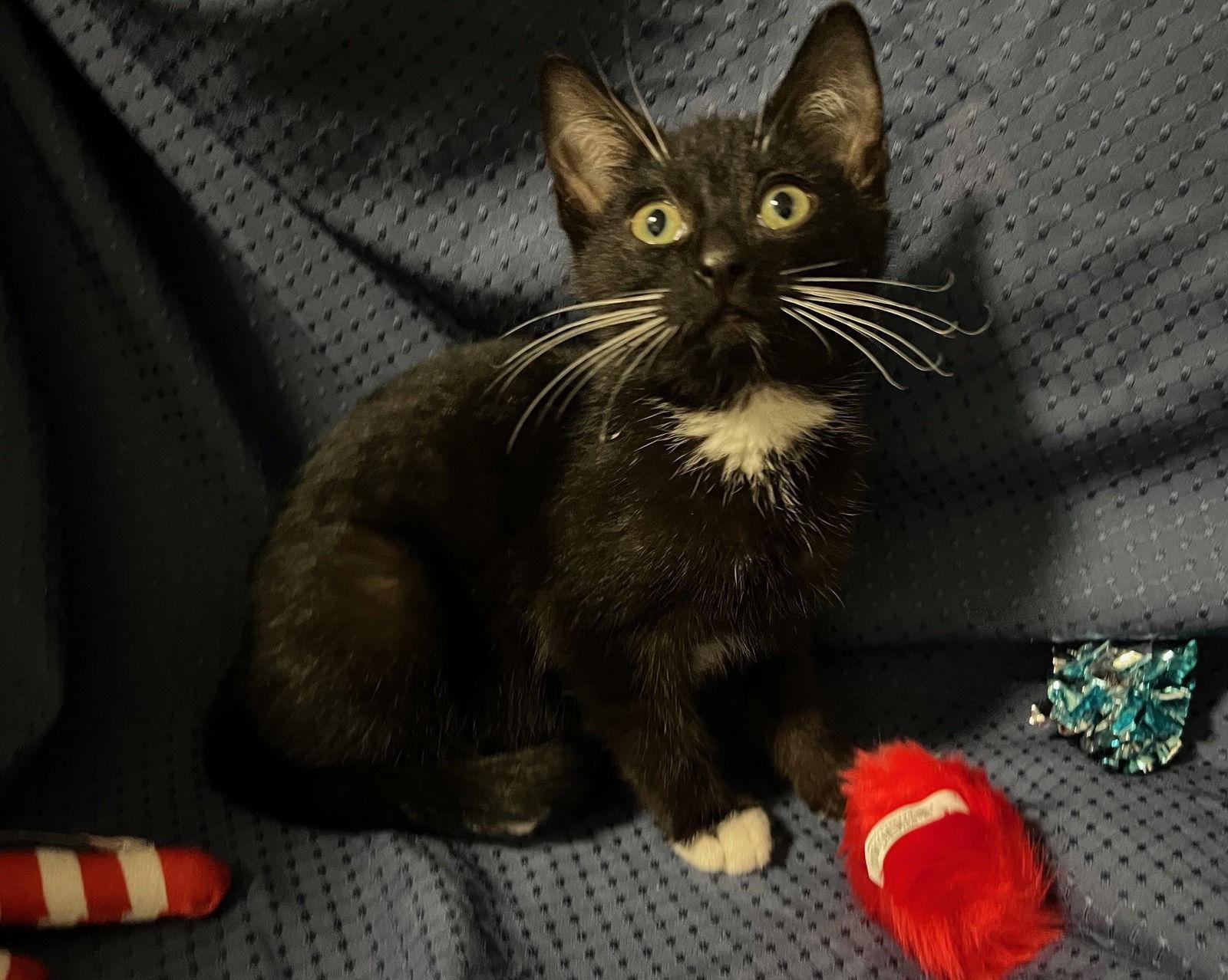 Enlarge Henry, a Adoptable Domestic Short Hair in Fayetteville, GA image 1/3