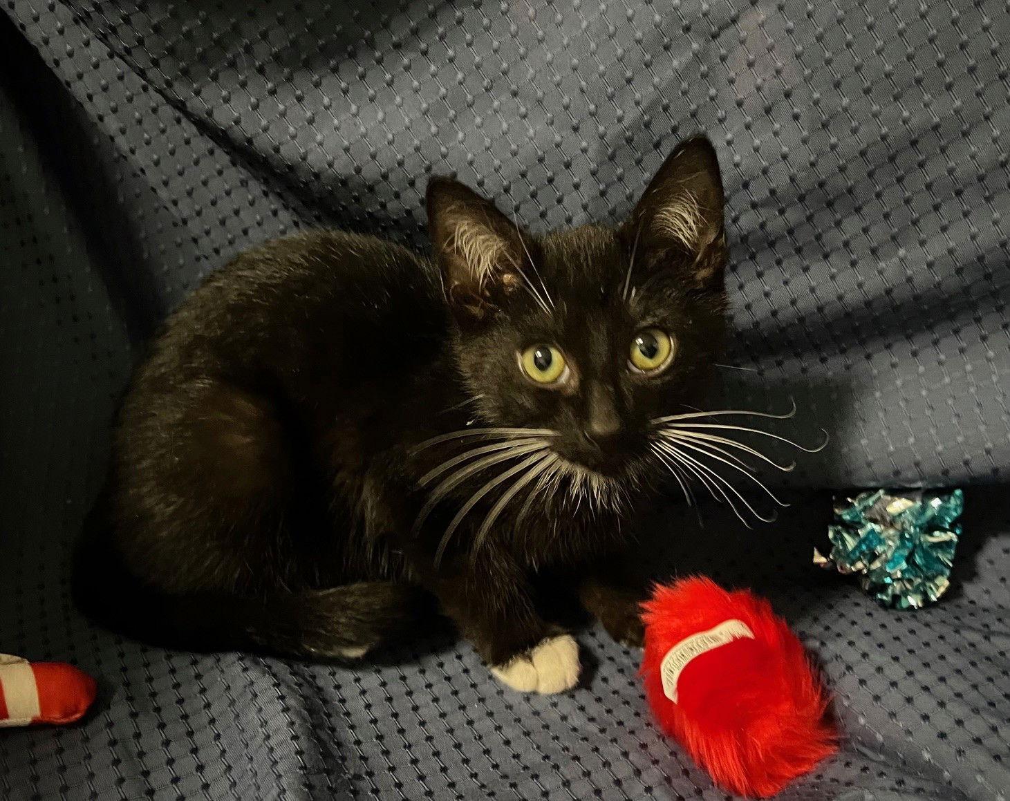 Enlarge Henry, a Adoptable Domestic Short Hair in Fayetteville, GA image 2/3