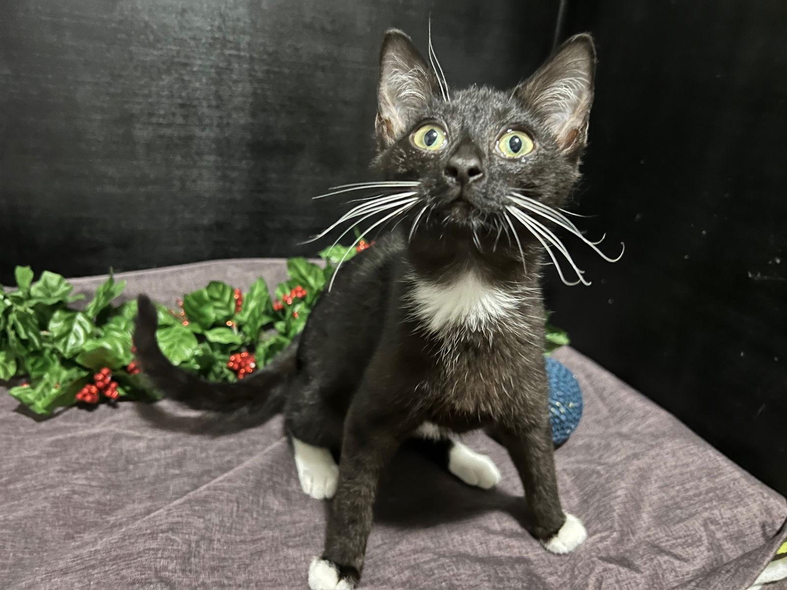 Henry, a Adoptable Domestic Short Hair in Fayetteville, GA image 3/3