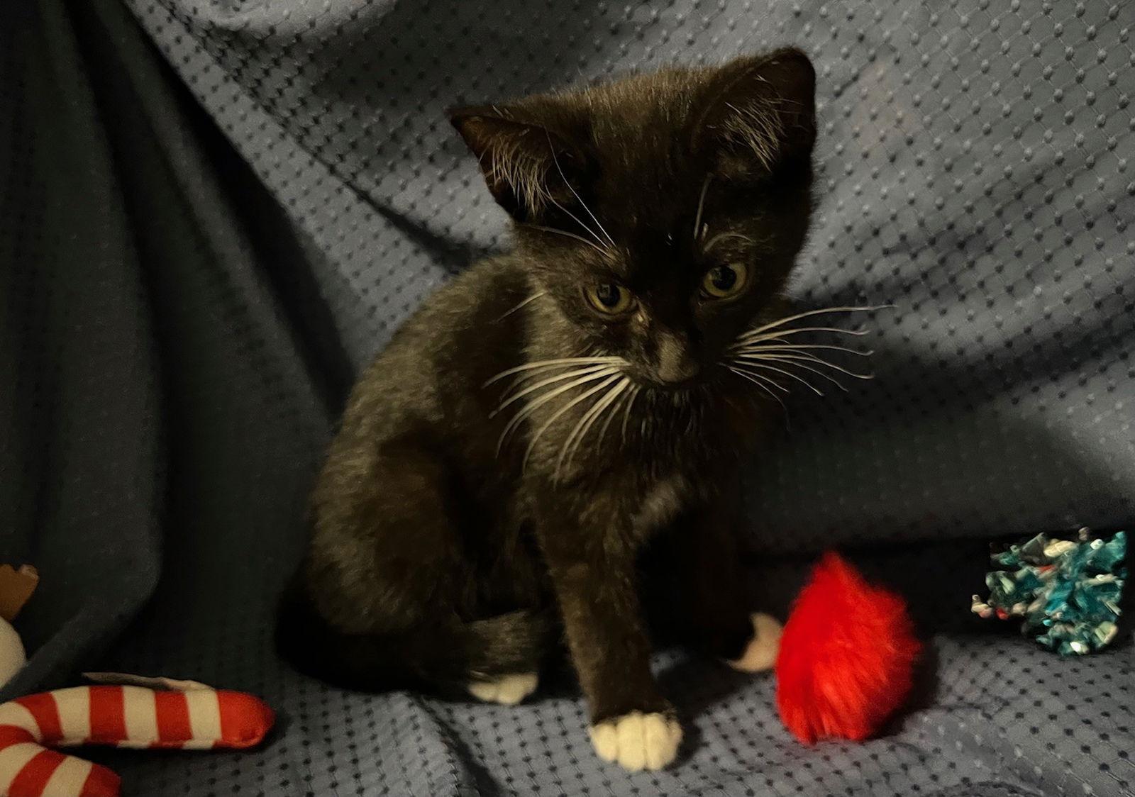 Enlarge Henry, a Adoptable Domestic Short Hair in Fayetteville, GA image 3/3