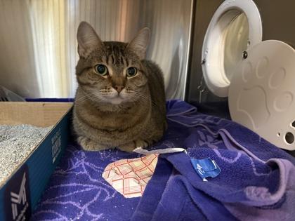 Kale, Adoptable, Adult Female Domestic Short Hair & Domestic Short Hair.