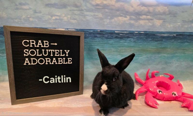 Caitlin, Adoptable, Adult Female Dutch.