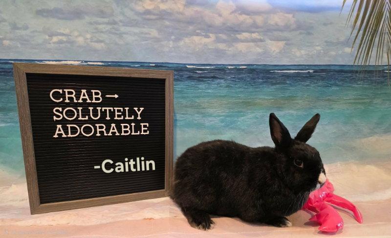 Enlarge Caitlin, a Adoptable Dutch in Columbus, OH image 2/2