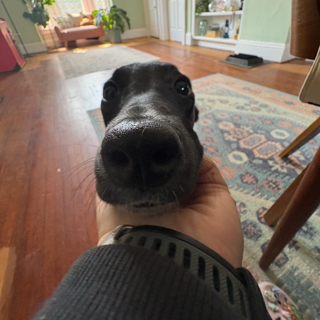 Enlarge Zuma, a Adoptable mixed breed in Naperville, IL image 1/6