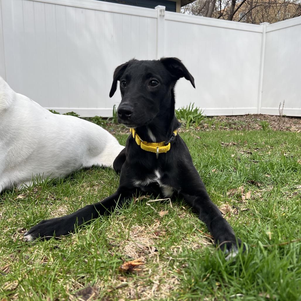 Enlarge Zuma, a Adoptable mixed breed in Naperville, IL image 2/6
