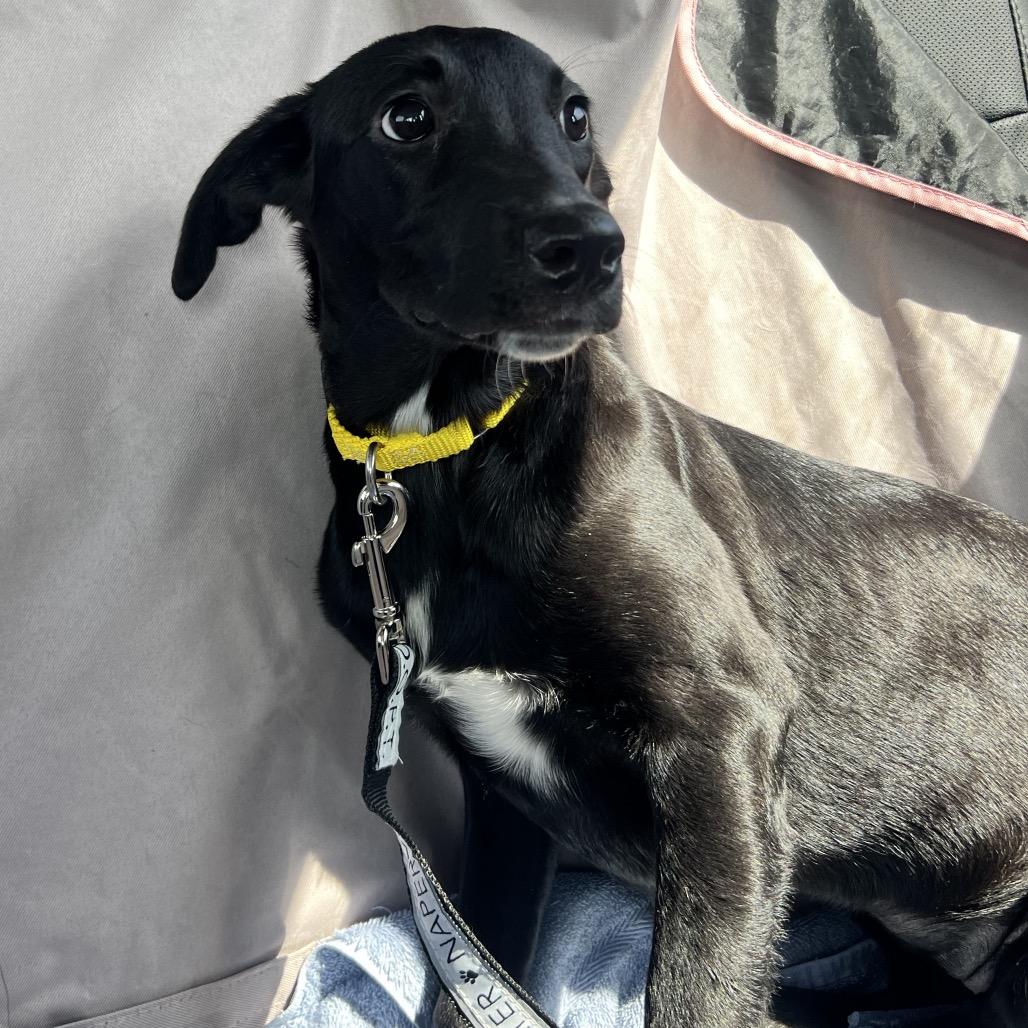 Enlarge Zuma, a Adoptable mixed breed in Naperville, IL image 3/6