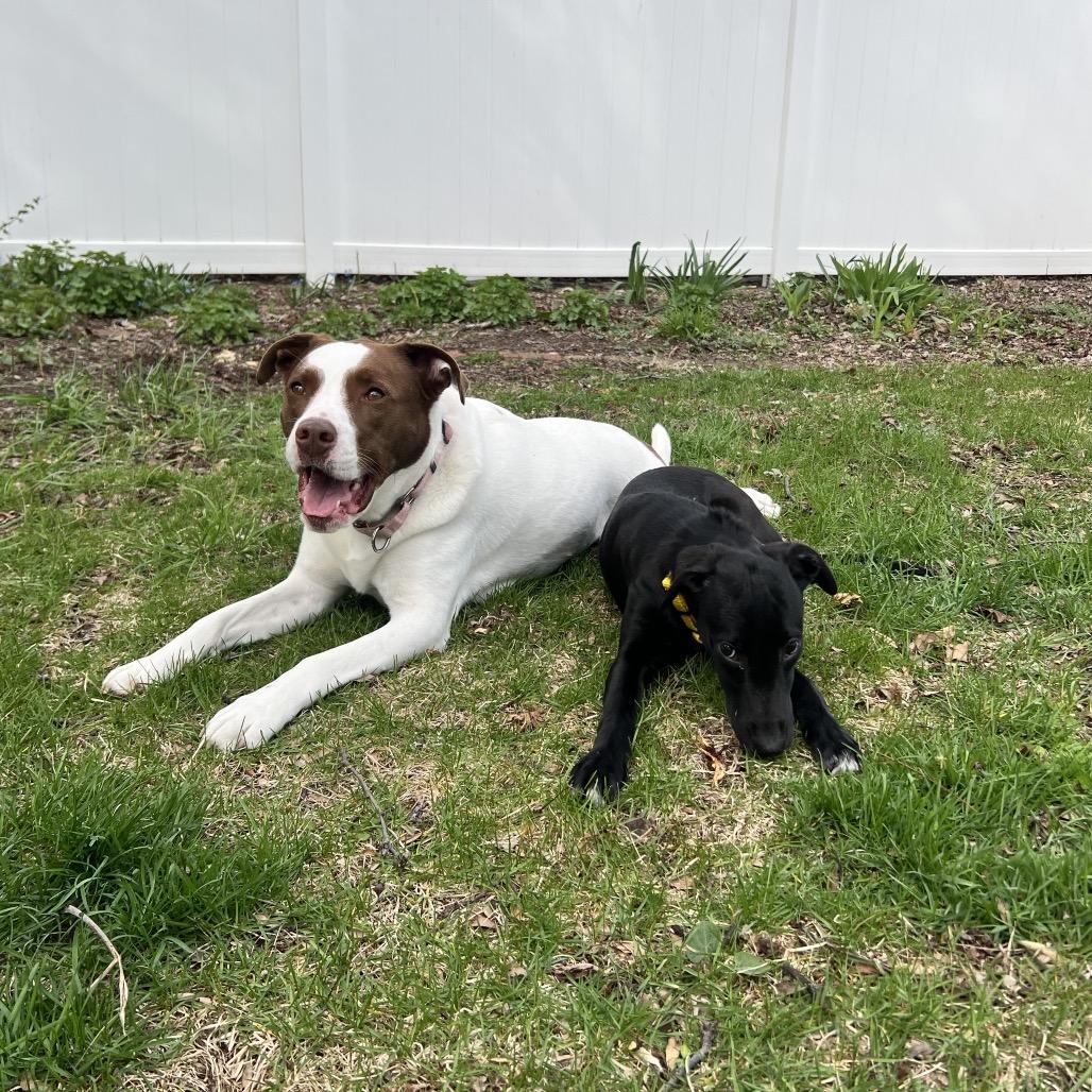 Enlarge Zuma, a Adoptable mixed breed in Naperville, IL image 4/6