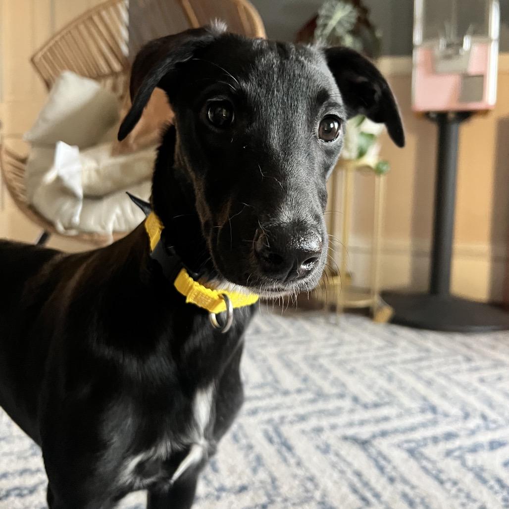 Enlarge Zuma, a Adoptable mixed breed in Naperville, IL image 5/6