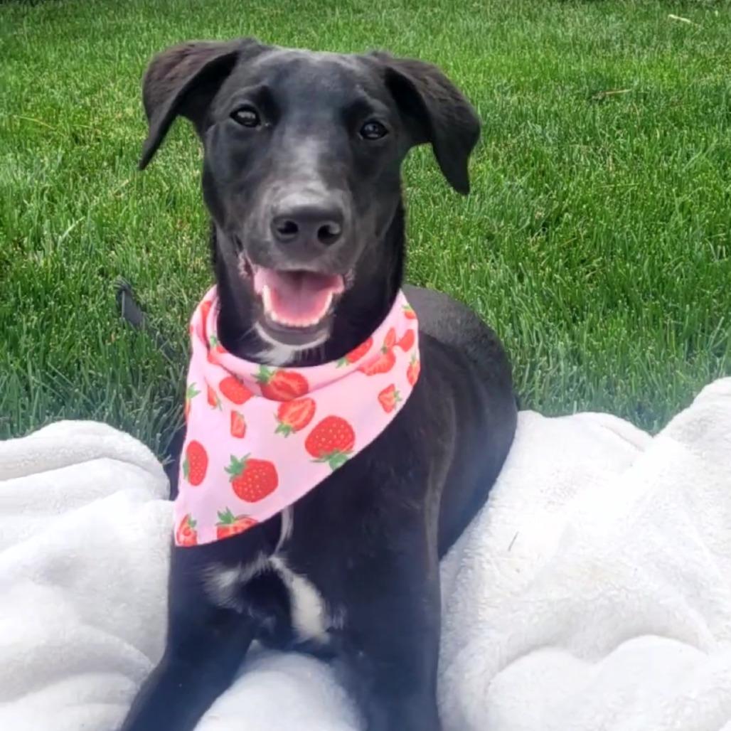 Enlarge Zuma, a Adoptable mixed breed in Naperville, IL image 5/6