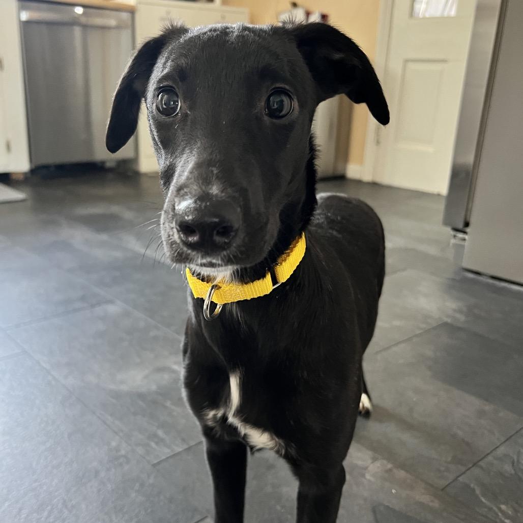 Enlarge Zuma, a Adoptable mixed breed in Naperville, IL image 6/6