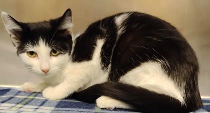 Enlarge Snow Pea, a Adoptable mixed breed in Jamestown, NY image 1/3