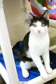 Enlarge Snow Pea, a Adoptable mixed breed in Jamestown, NY image 2/3