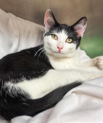 Enlarge Snow Pea, a Adoptable mixed breed in Jamestown, NY image 3/3