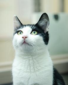 Enlarge Snow Pea, a Adoptable mixed breed in Jamestown, NY image 3/3