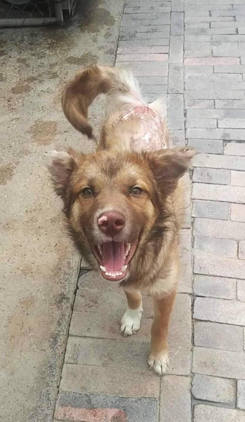 MAX, a Adoptable mixed breed in Westmont, IL image 1/6