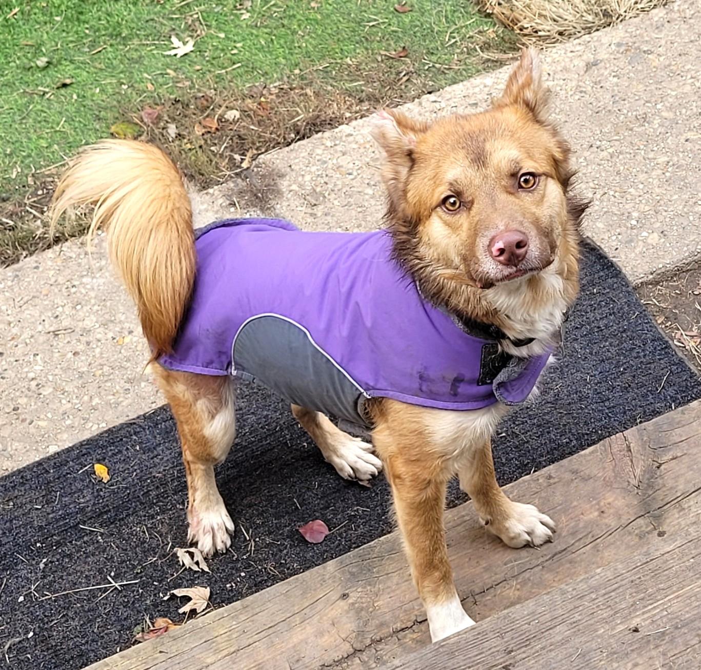 MAX, a Adoptable mixed breed in Westmont, IL image 4/6