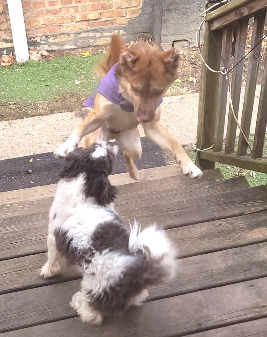 MAX, a Adoptable mixed breed in Westmont, IL image 5/6