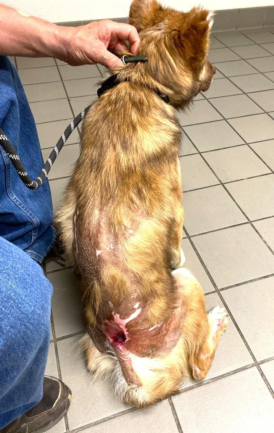 MAX, a Adoptable mixed breed in Westmont, IL image 6/6