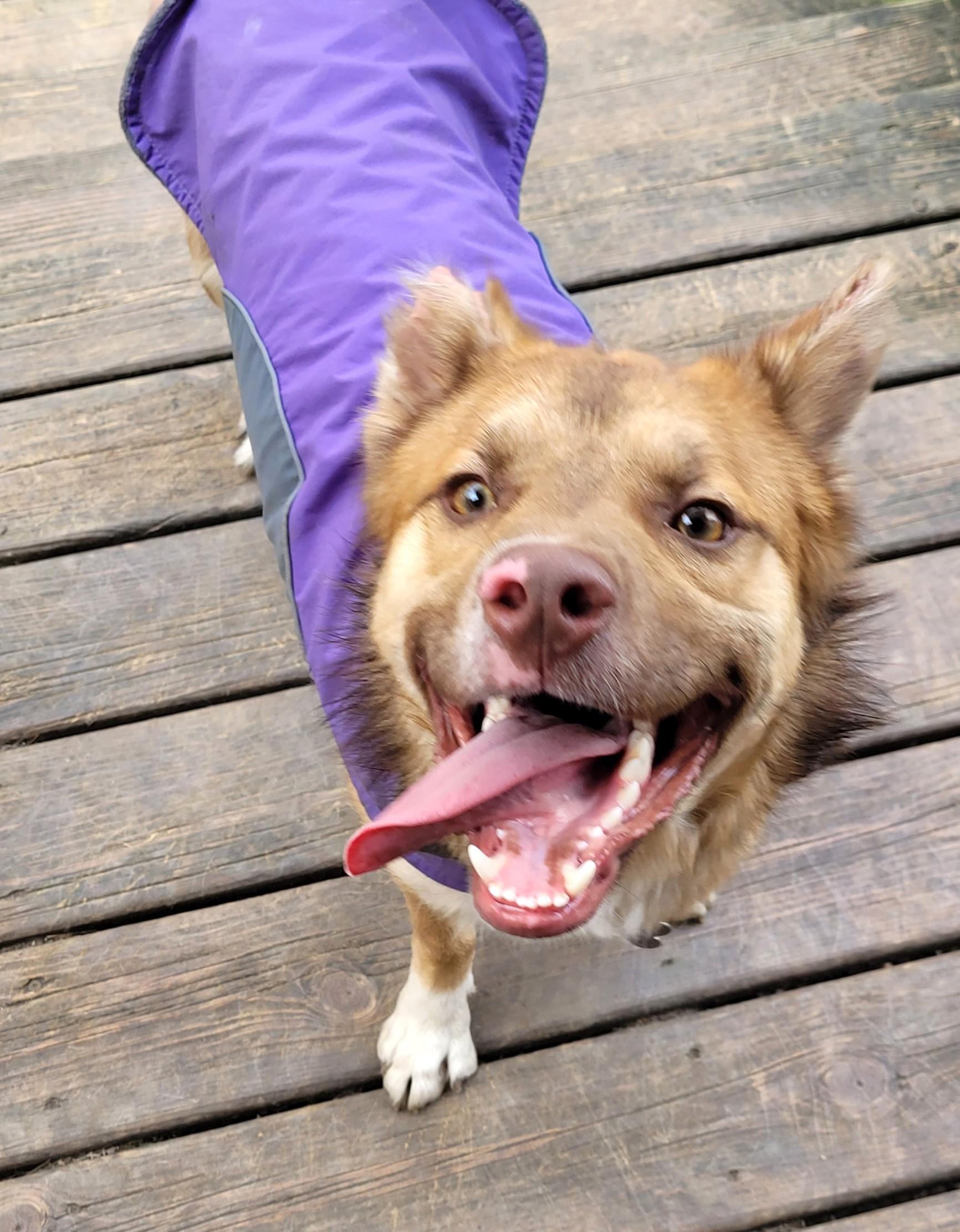 MAX, a Adoptable mixed breed in Westmont, IL image 2/6