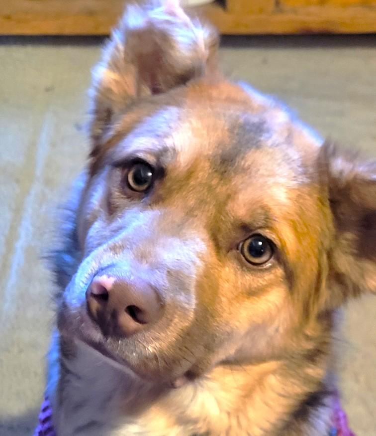 MAX, a Adoptable mixed breed in Westmont, IL image 3/6