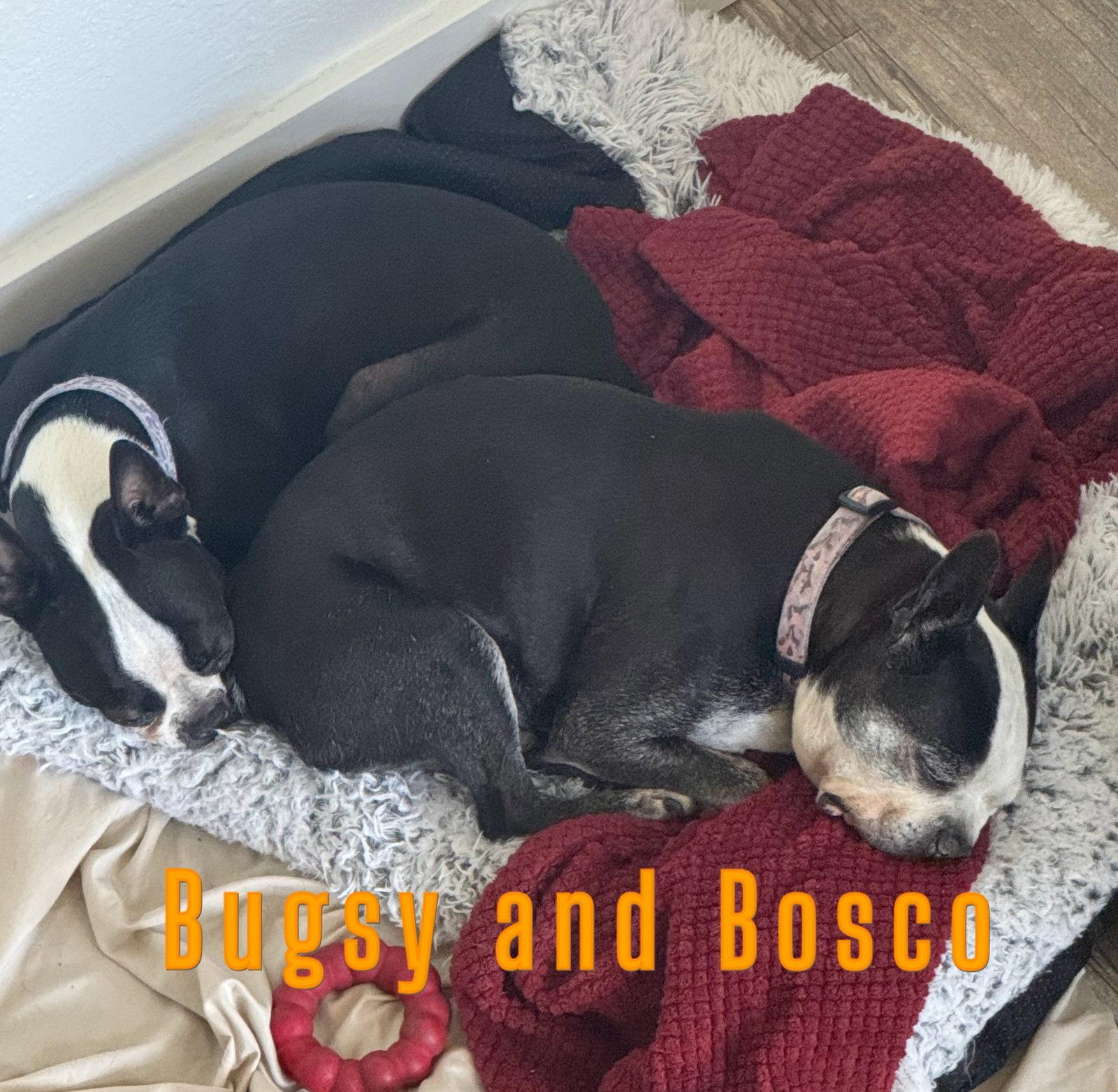 Bosco and Bugsy, Adoptable, Senior Male Boston Terrier.