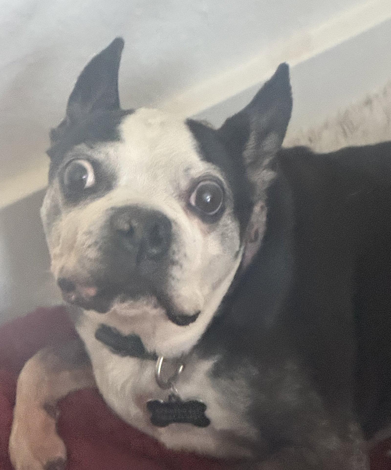 Bosco and Bugsy, Adoptable, Senior Male Boston Terrier.