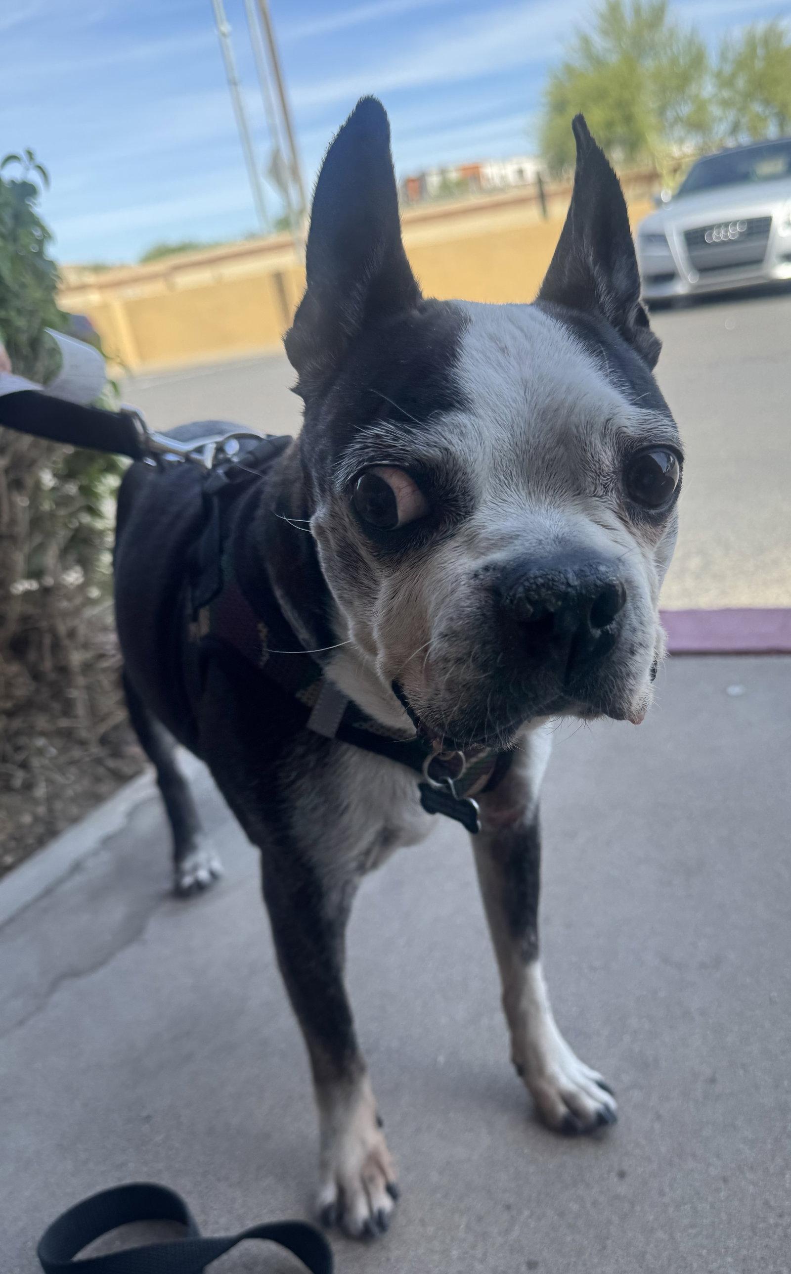 Enlarge Bosco and Bugsy, a Adoptable Boston Terrier in Scottsdale, AZ image 2/3
