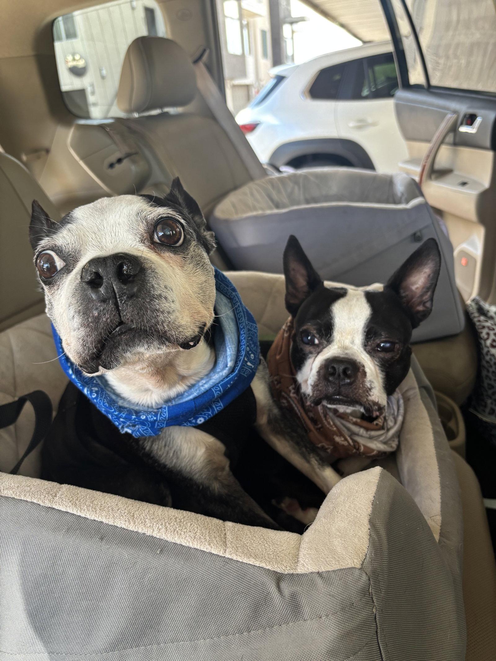 Enlarge Bosco and Bugsy, a Adoptable Boston Terrier in Scottsdale, AZ image 3/3