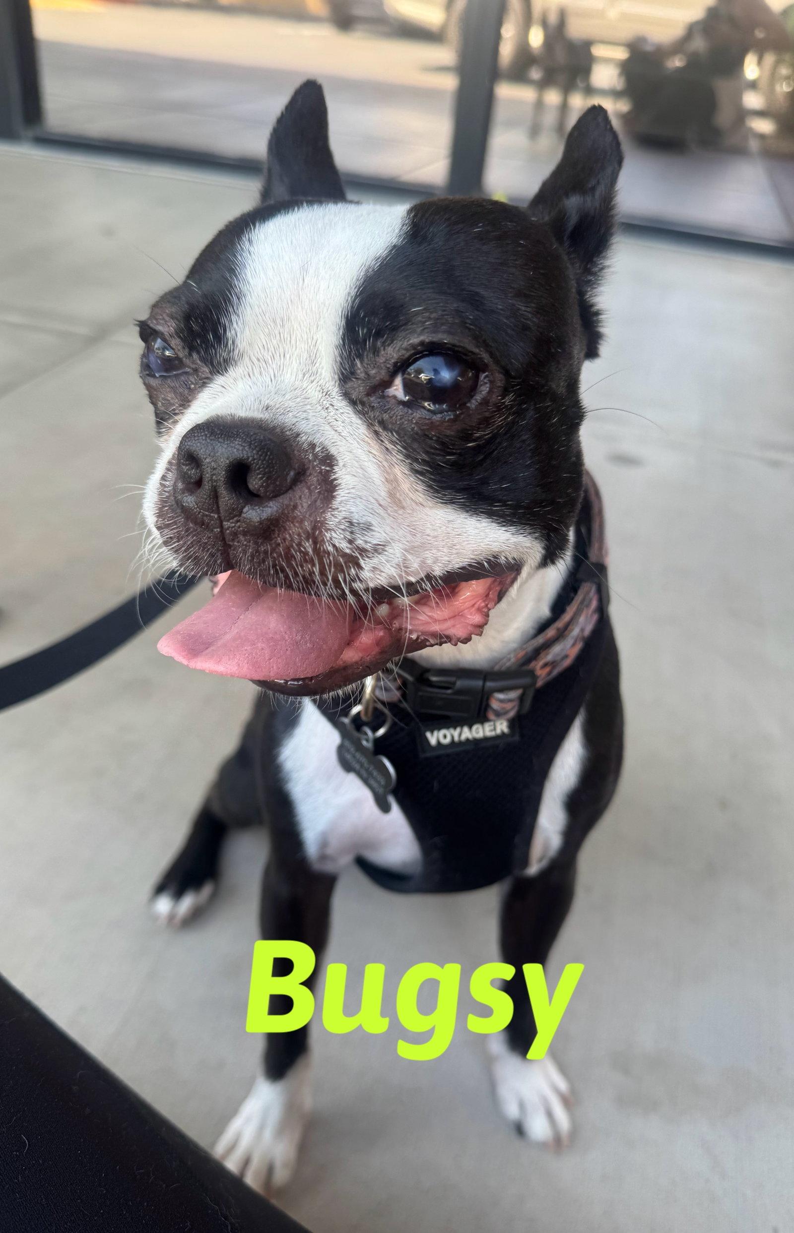 Enlarge Bosco and Bugsy, a Adoptable Boston Terrier in Scottsdale, AZ image 3/3