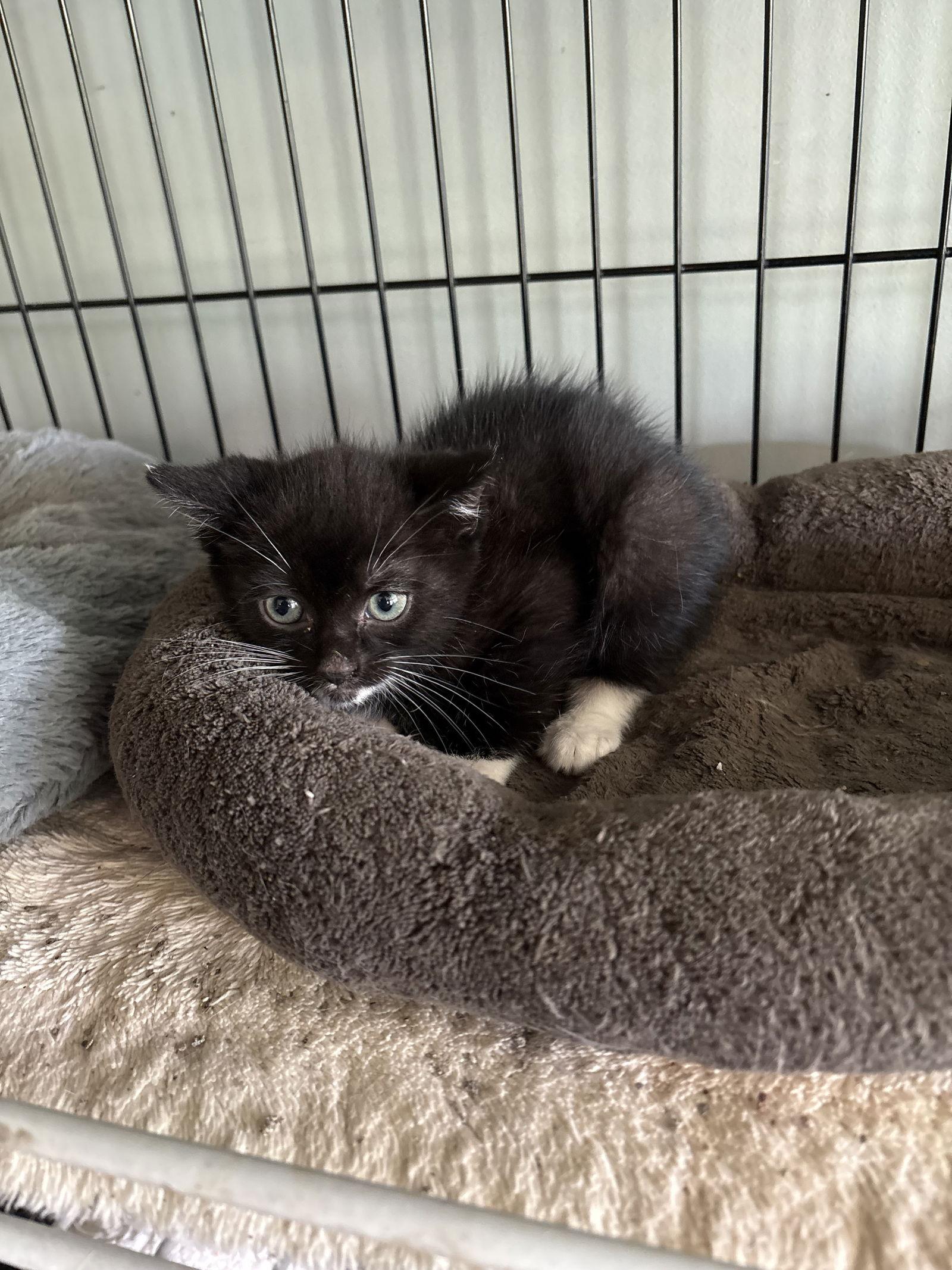 Betsy (df)), Adoptable, Kitten Female Domestic Short Hair.