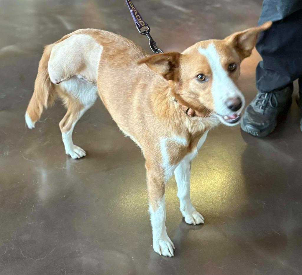 Raina, Adoptable, Young Female Border Collie & Mixed Breed.
