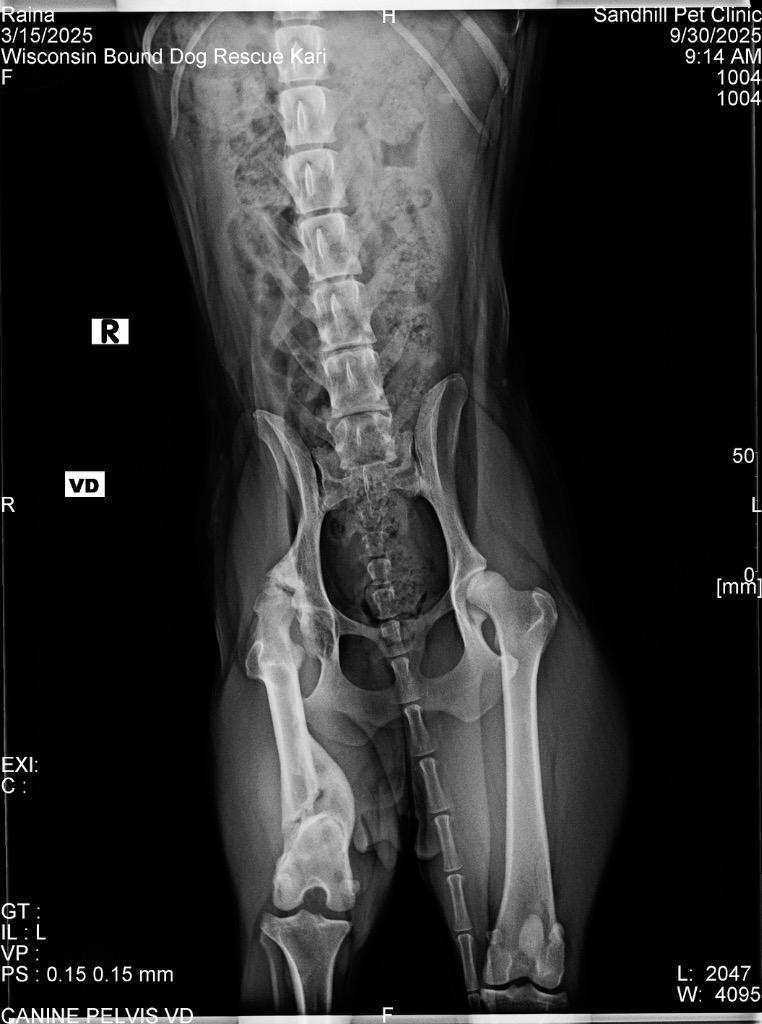 Raina, a Adoptable mixed breed in sun prairie, WI image 2/6