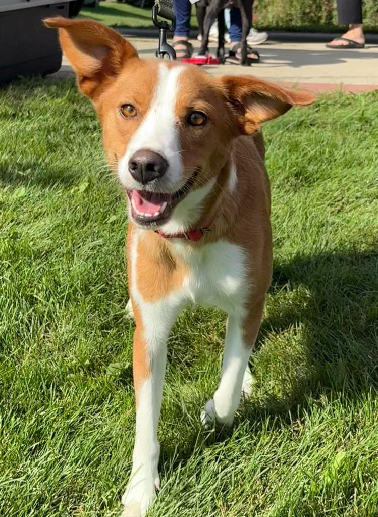 Raina, a Adoptable mixed breed in sun prairie, WI image 3/6