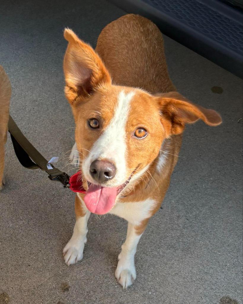 Raina, a Adoptable mixed breed in sun prairie, WI image 4/6