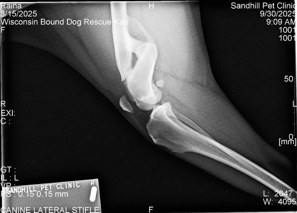 Raina, a Adoptable mixed breed in sun prairie, WI image 5/6