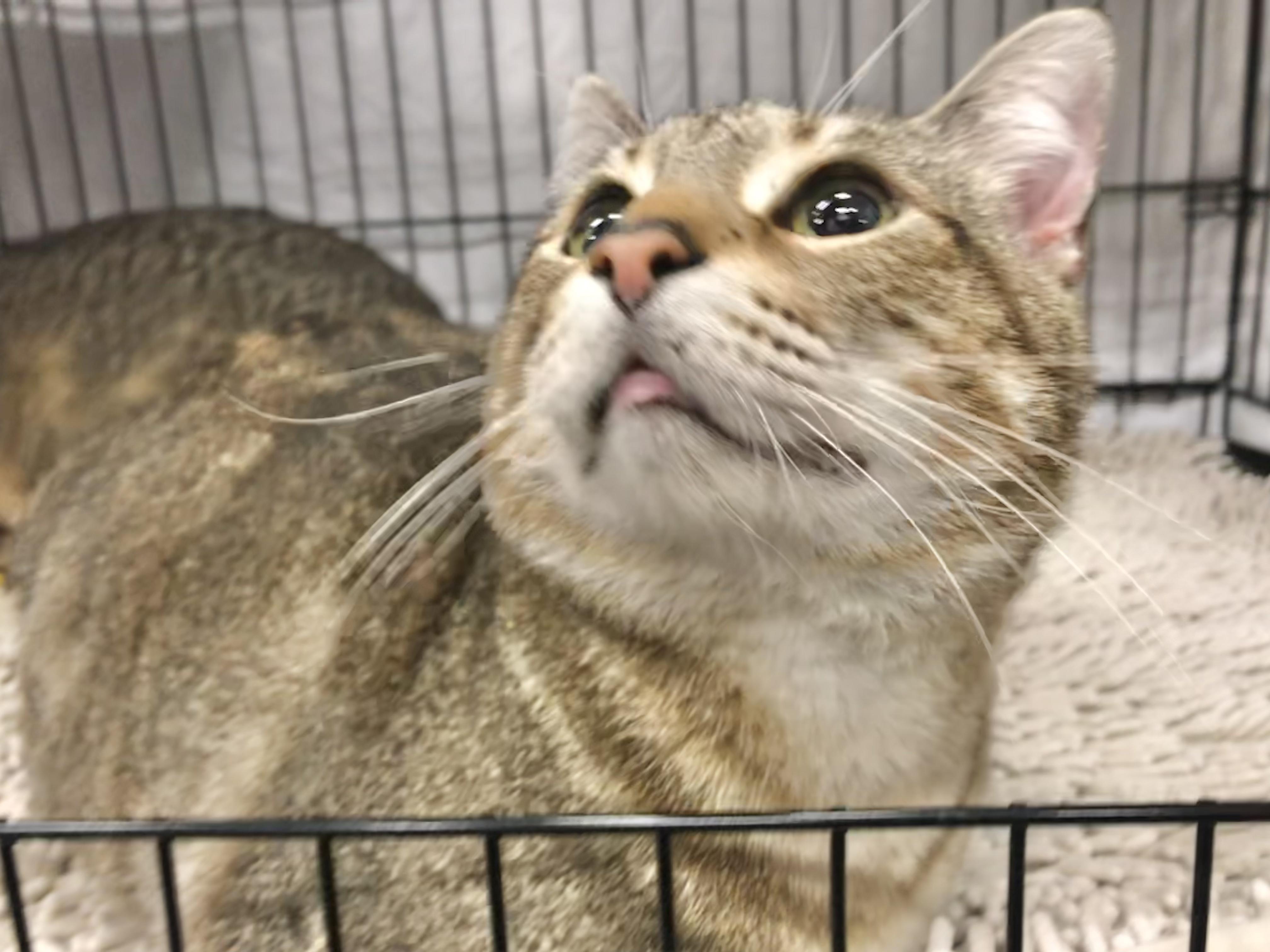 Wonka, Adult Male Domestic Short Hair