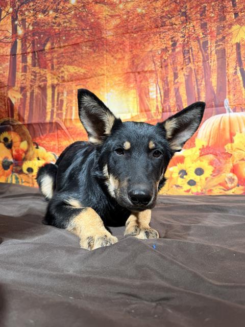 Enlarge COOPER, a Adoptable German Shepherd Dog in Globe, AZ image 1/1
