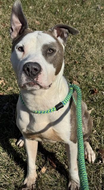 Enlarge GARMAN, a Adoptable mixed breed in Olivette, MO image 1/1