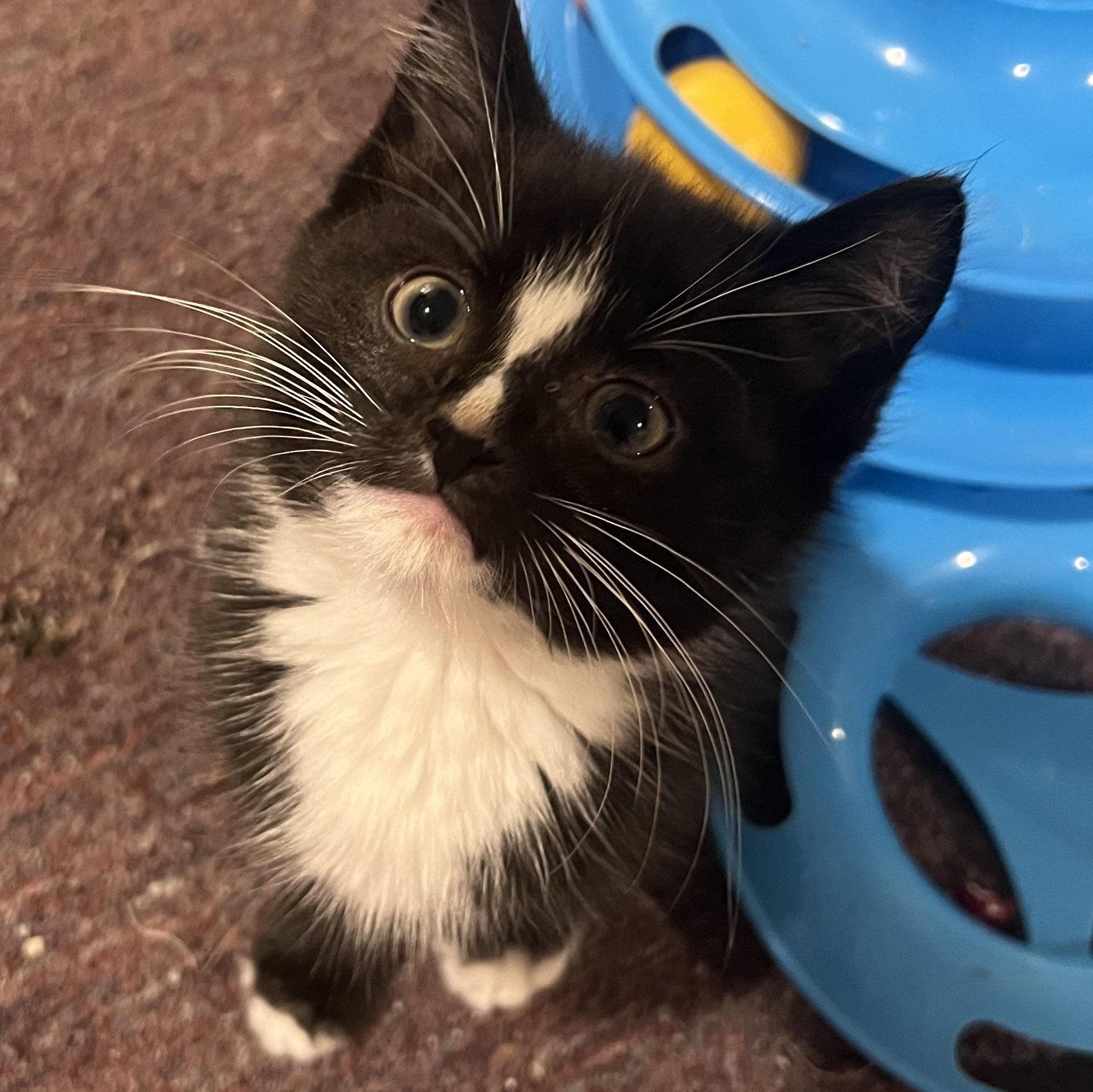 Anderson, a ADOPTABLE Domestic Short Hair in South Euclid, OH image 5/5