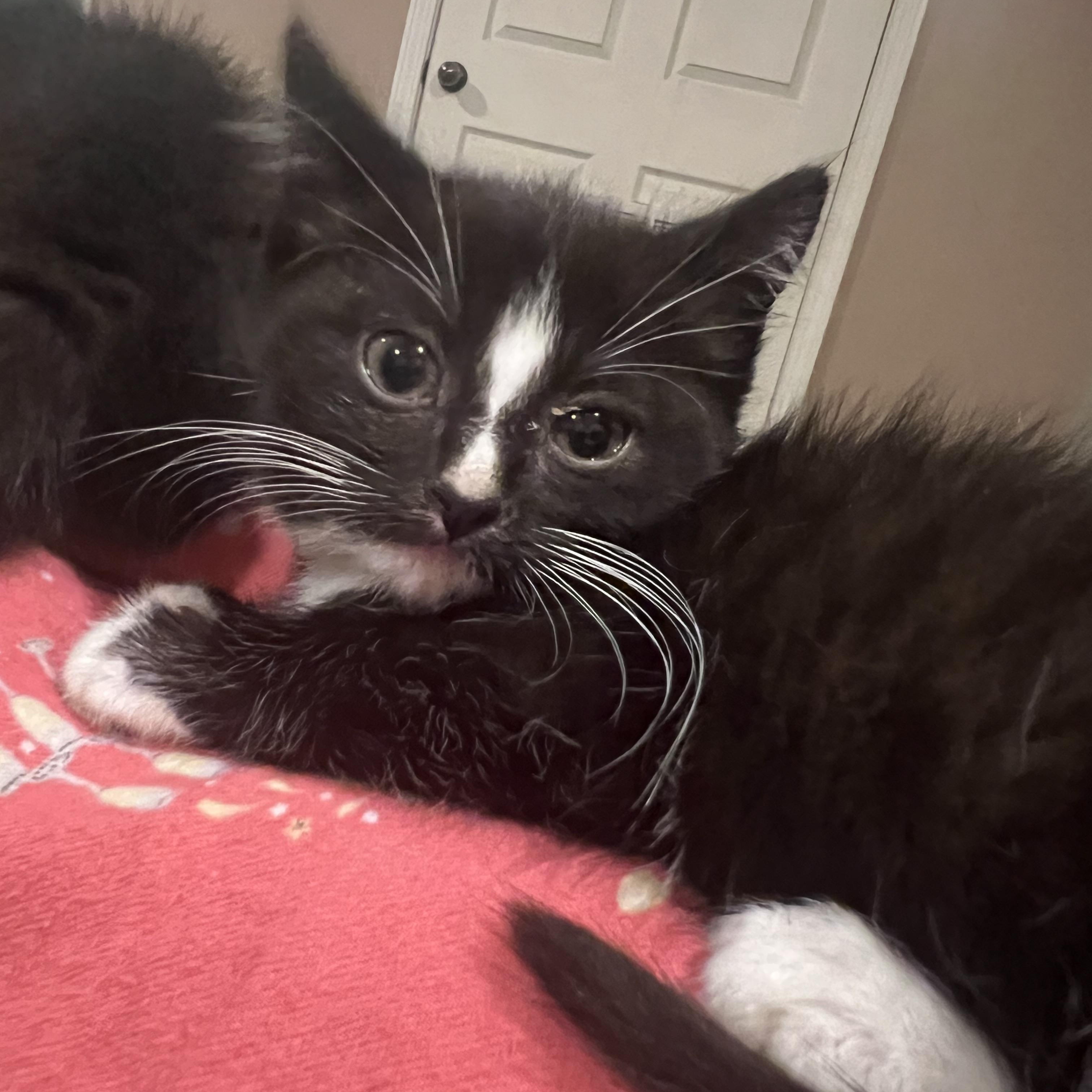 Anderson, a ADOPTABLE Domestic Short Hair in South Euclid, OH image 3/5