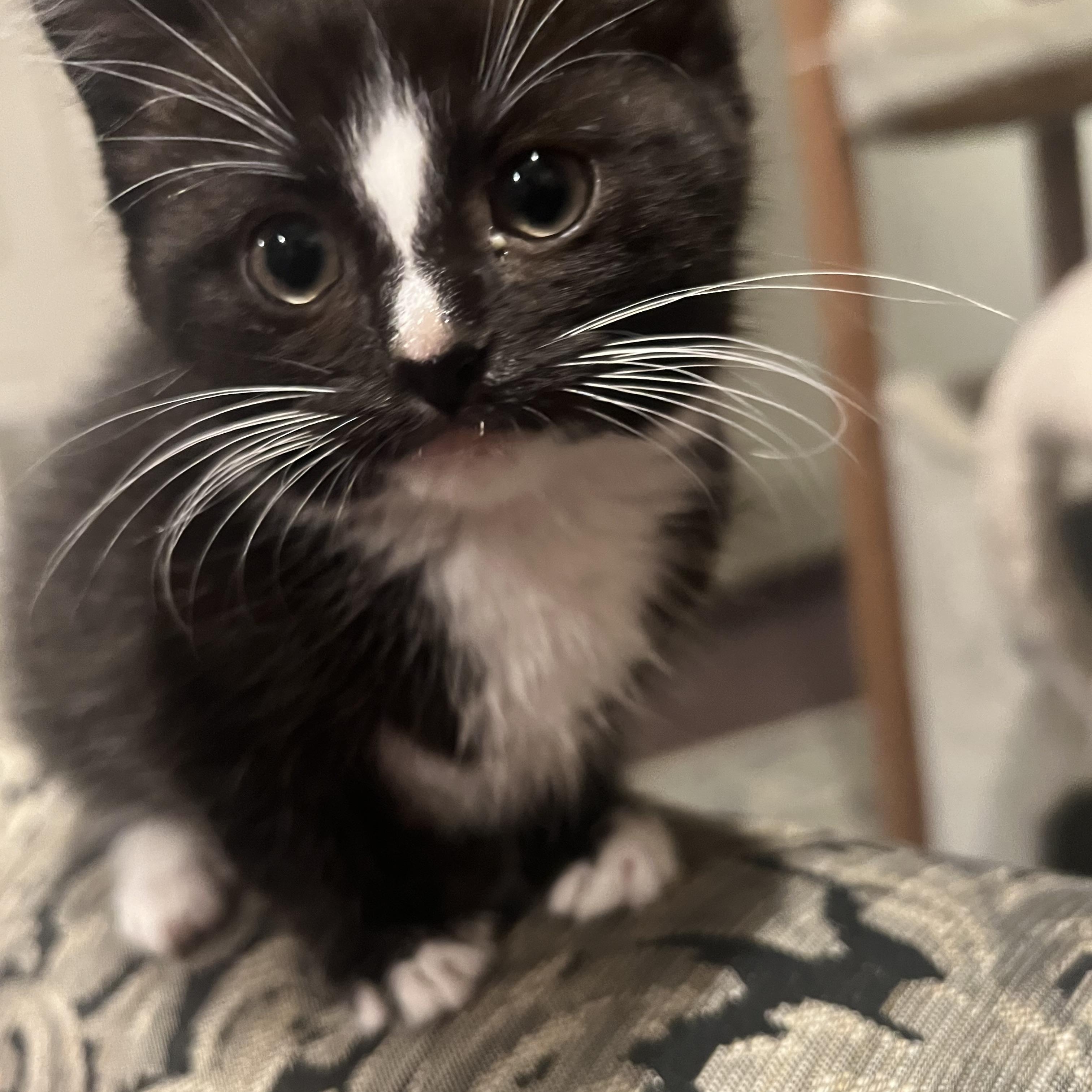 Anderson, a ADOPTABLE Domestic Short Hair in South Euclid, OH image 2/5