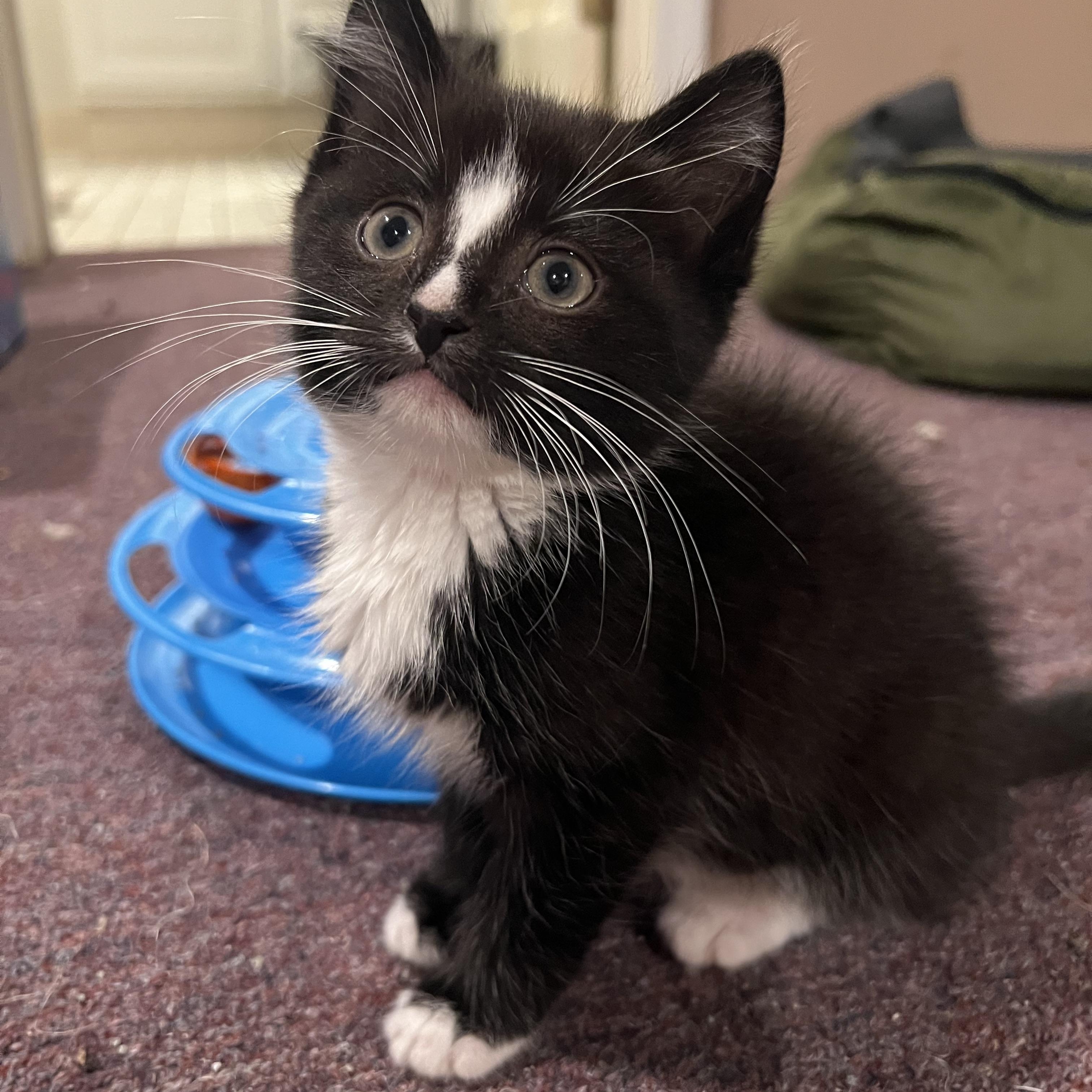 Anderson, a ADOPTABLE Domestic Short Hair in South Euclid, OH image 4/5