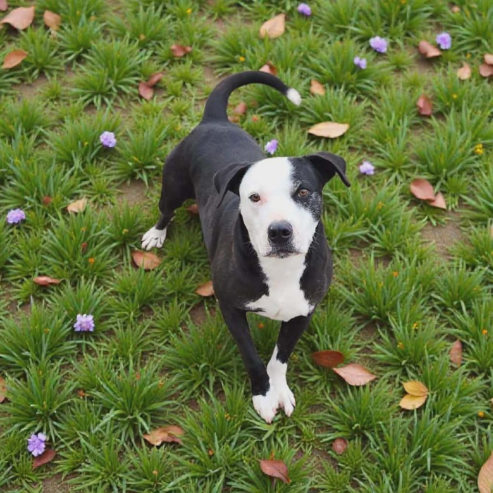 Enlarge Lenny, a Adoptable Mixed Breed in Boaz, AL image 1/4