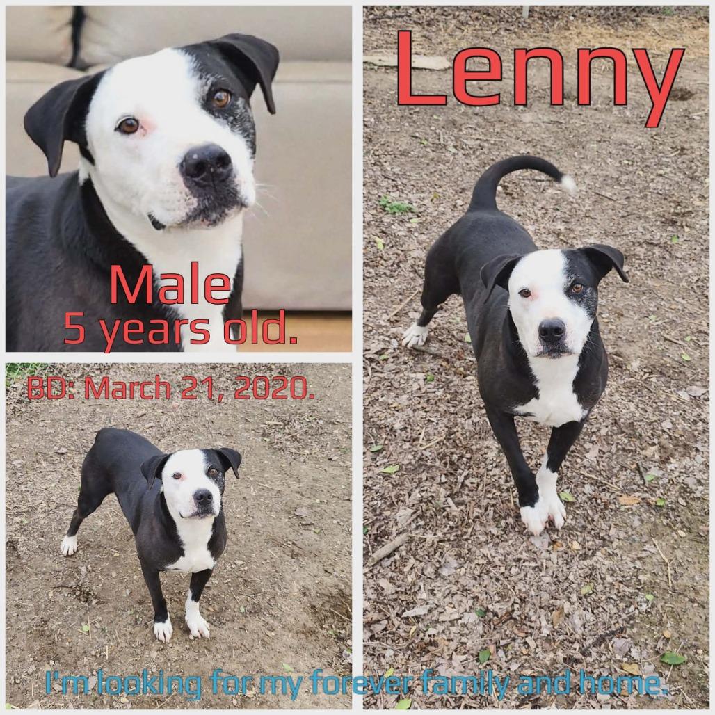 Enlarge Lenny, a Adoptable Mixed Breed in Boaz, AL image 2/4