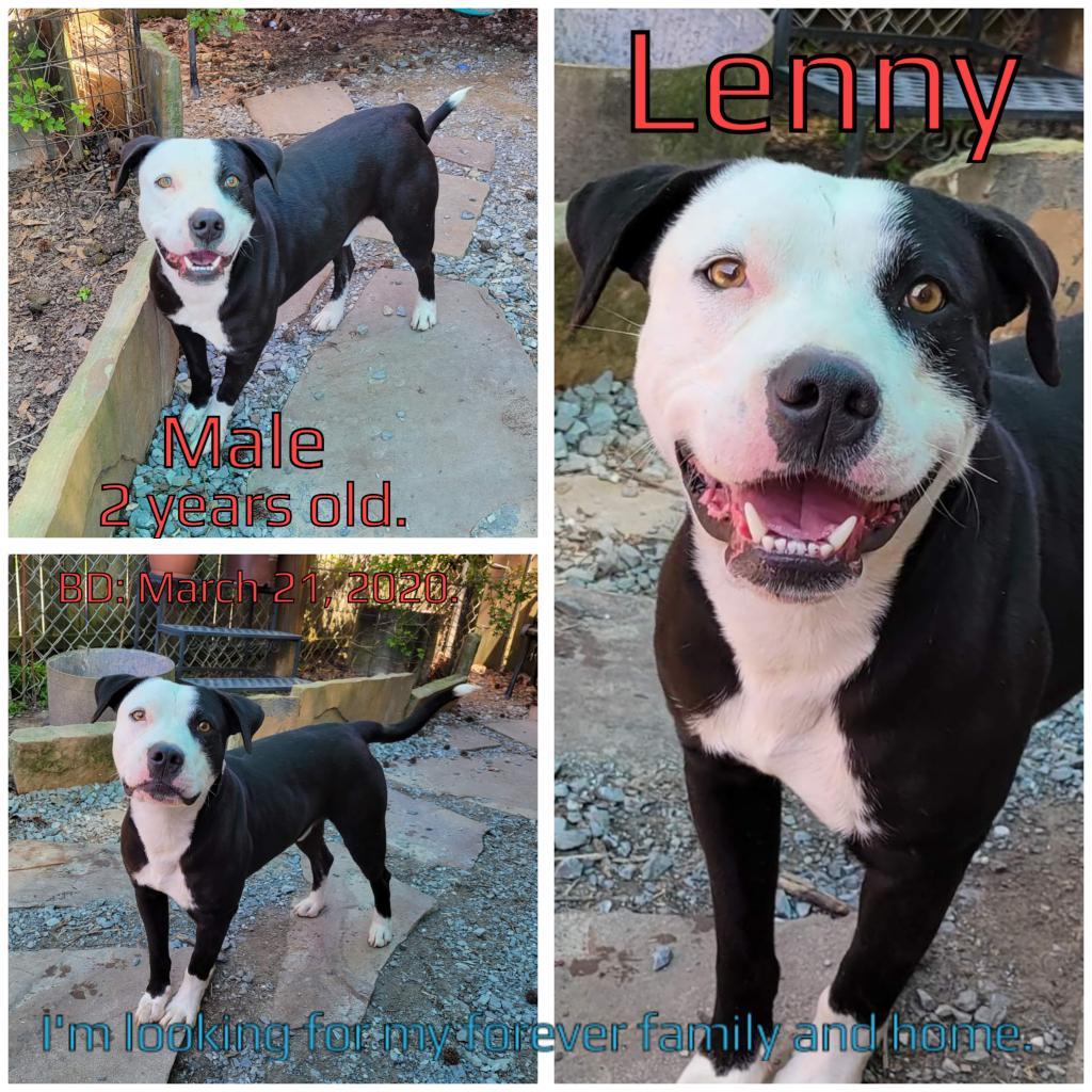 Enlarge Lenny, a Adoptable Mixed Breed in Boaz, AL image 3/4