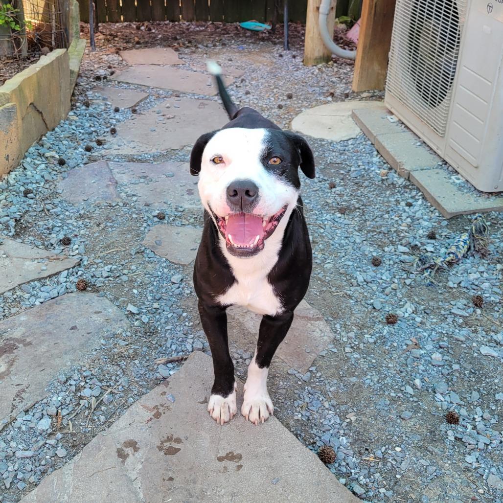 Enlarge Lenny, a Adoptable Mixed Breed in Boaz, AL image 4/4