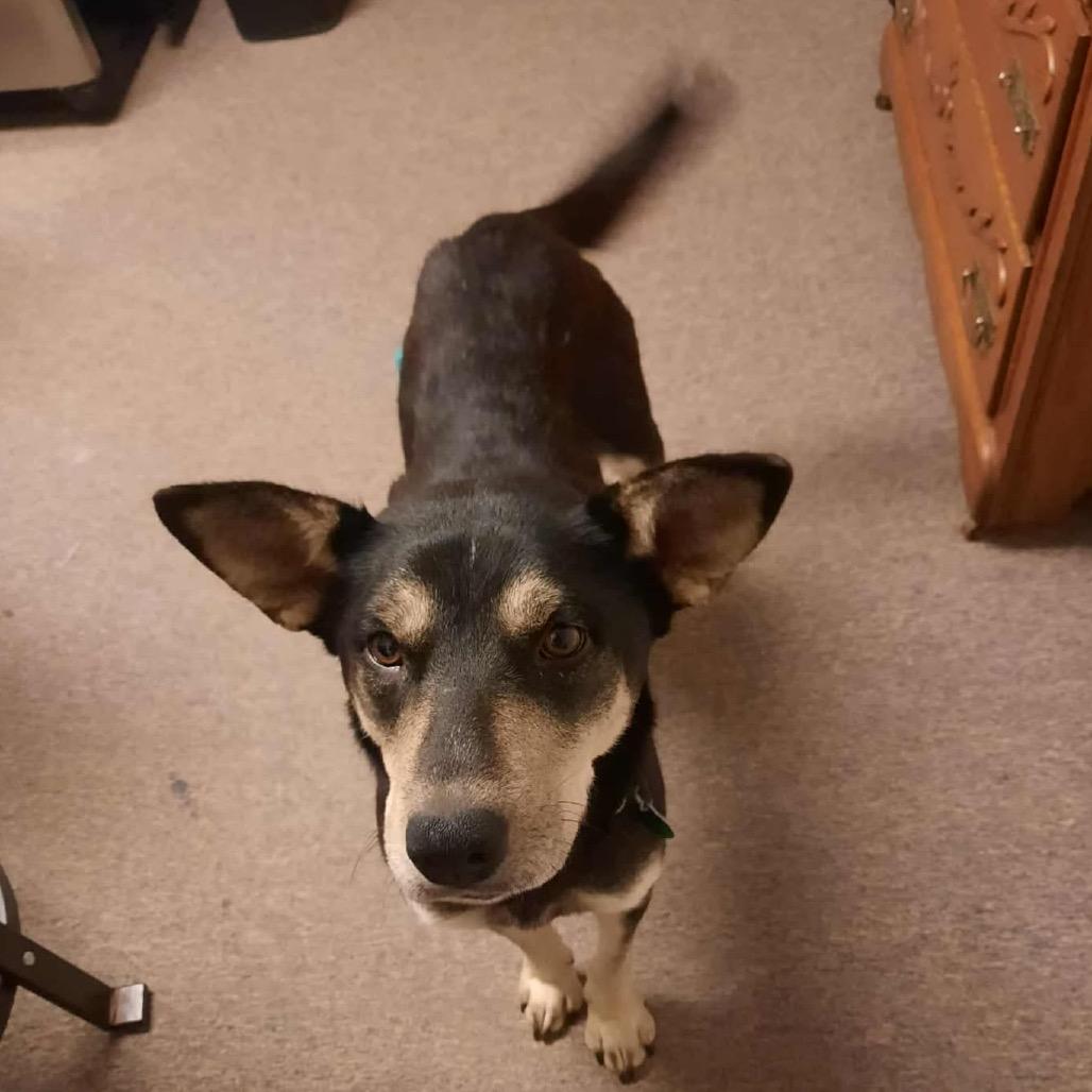 Enlarge Talia, a Adoptable Mixed Breed in Buffalo, MN image 1/4