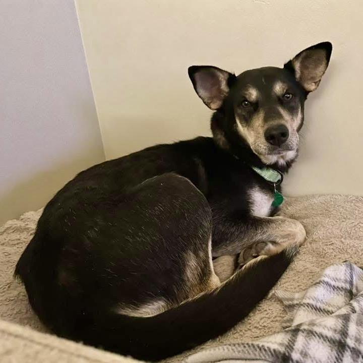 Enlarge Talia, a Adoptable Mixed Breed in Buffalo, MN image 2/4