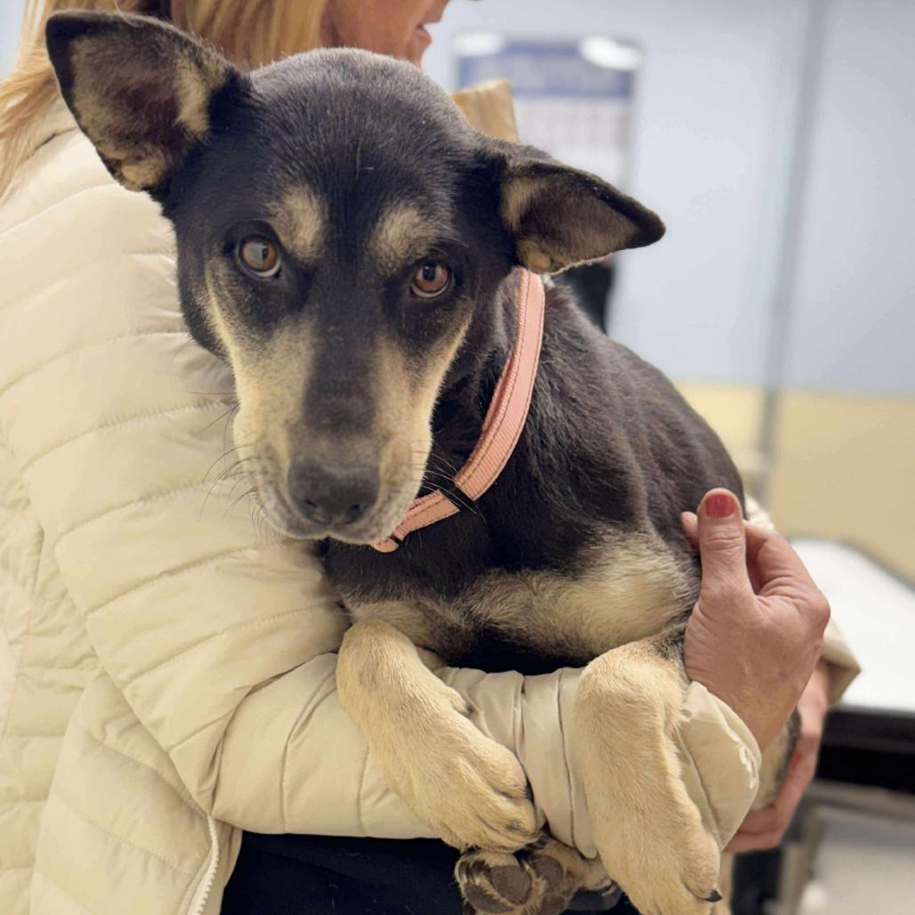 Enlarge Talia, a Adoptable Mixed Breed in Buffalo, MN image 3/4